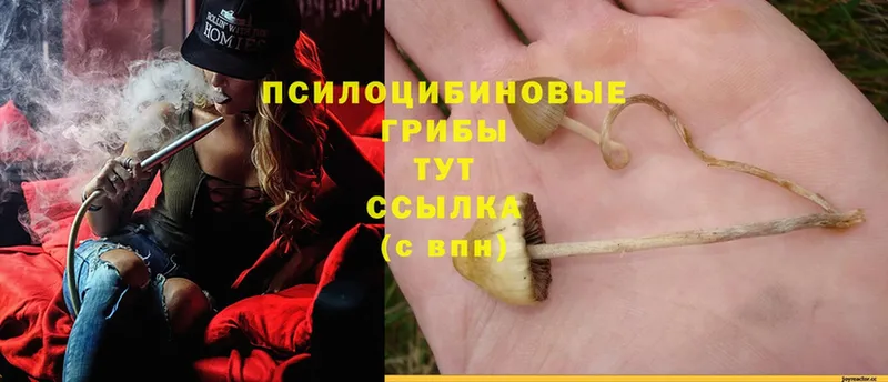 Галлюциногенные грибы Psilocybe  Колпашево 